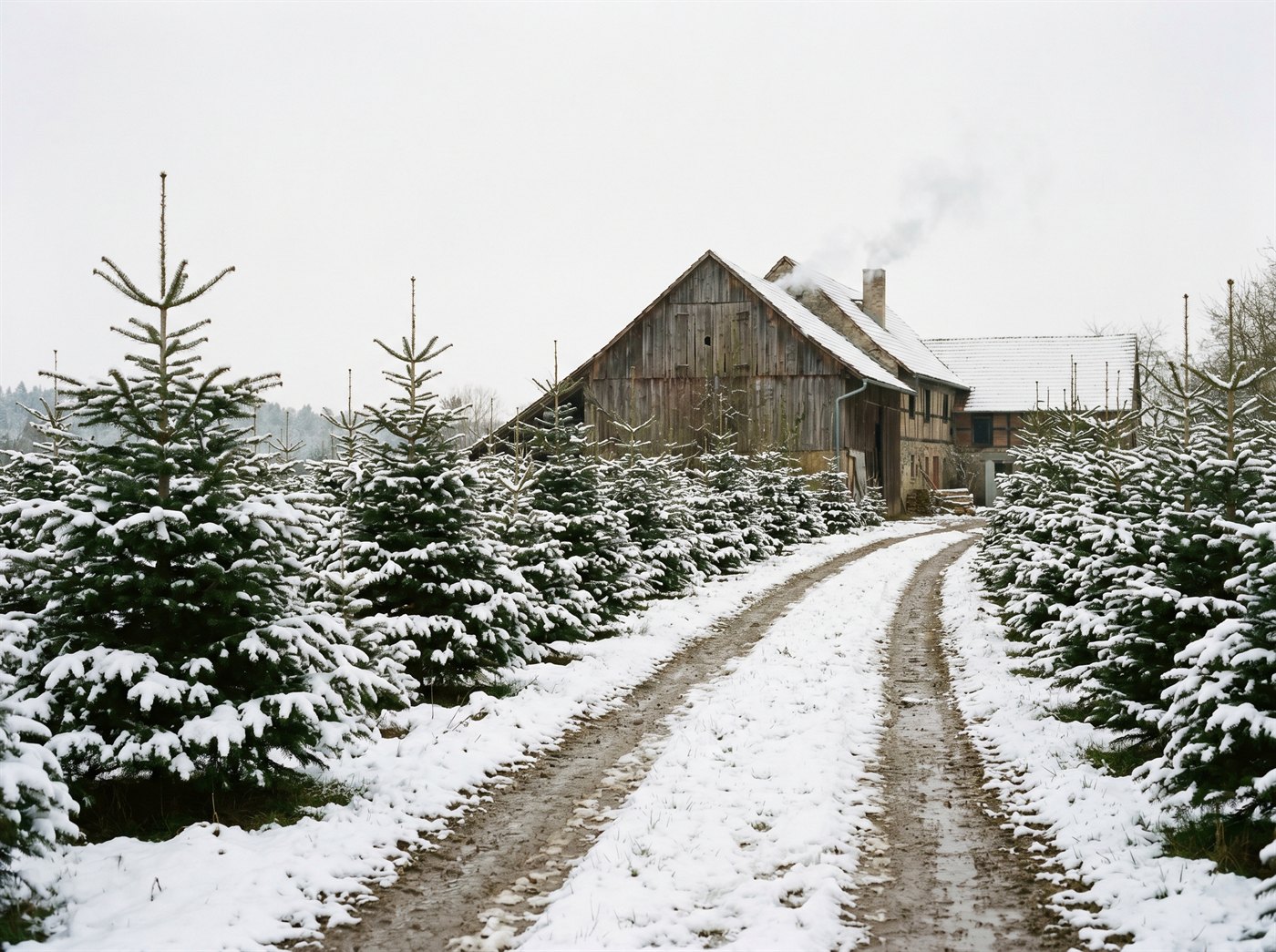 Verschneite Nordmanntannen der Weihnachtsbaum-Kultur am Forsthof